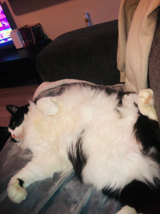  This adorable image features a fluffy black and white cat lounging comfortably on a soft blanket, partially draped over a cozy couch. The cat is sprawled out on its back with its paws in the air, exuding an aura of relaxation and contentment.