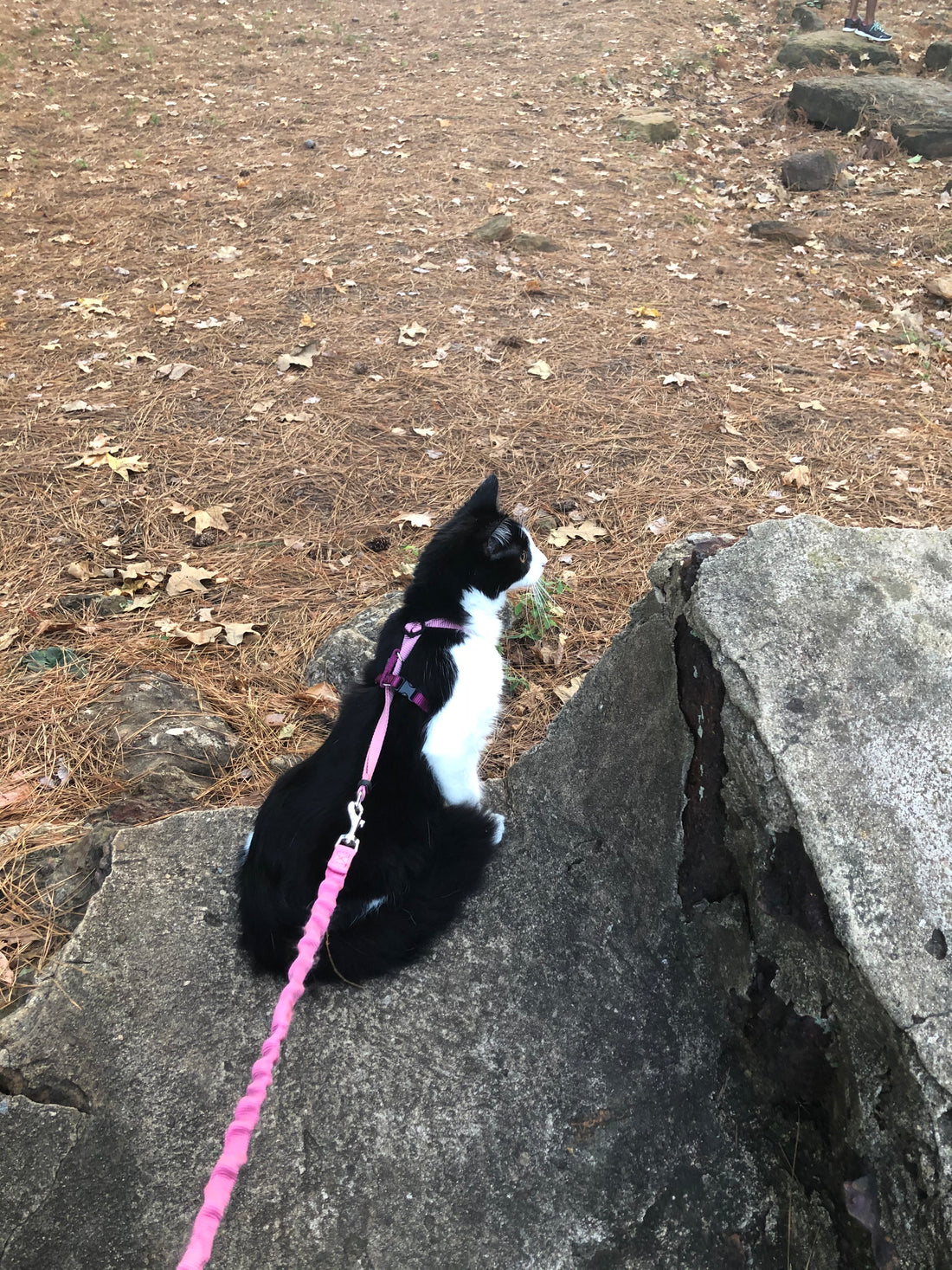  This captivating image features a black and white cat sitting atop a large rock in a natural outdoor setting. The cat is secured with a pink harness and leash, attentively gazing into the distance, as if observing its surroundings.