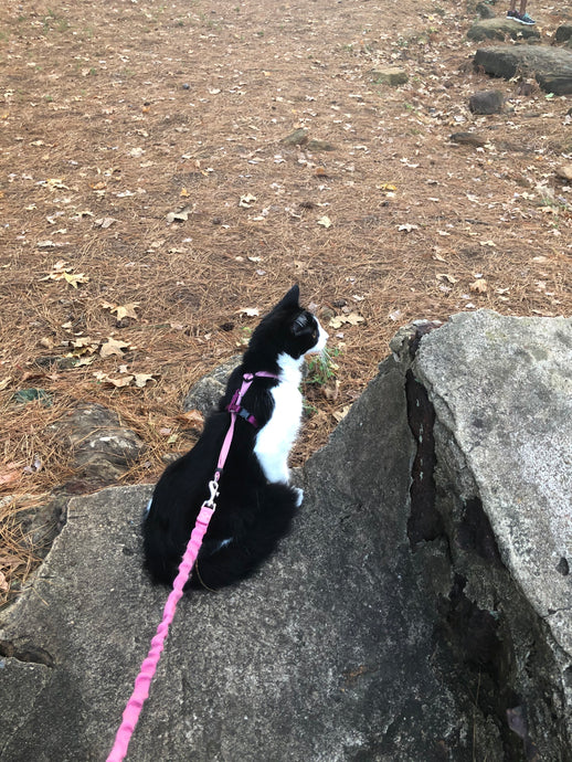 Leash Training Your Cat: Yes, It’s Possible (and Fun!) 🐾