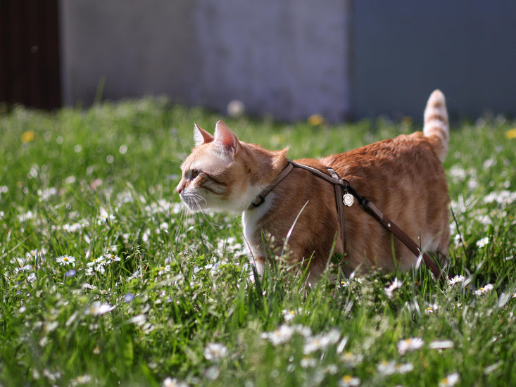 🎾 Yes, You Can Leash Train Your Cat