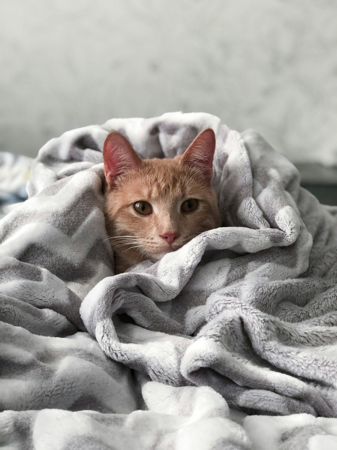  This adorable image features a fluffy orange cat nestled comfortably in a soft gray chevron-patterned blanket. The cat's bright eyes and alert expression peek out from the cozy folds of the blanket, creating a charming and inviting scene