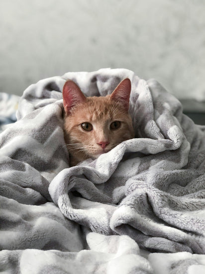 How to Recognize Pain in Your Cat 😿🔍
